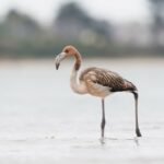 Un défilé qui décoiffe à Kastell Mor !