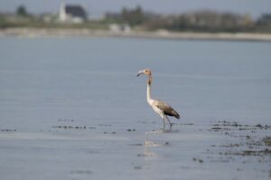 flamant0009